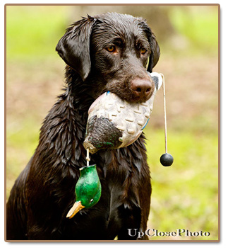 Gator point training and chocolate lab puppies